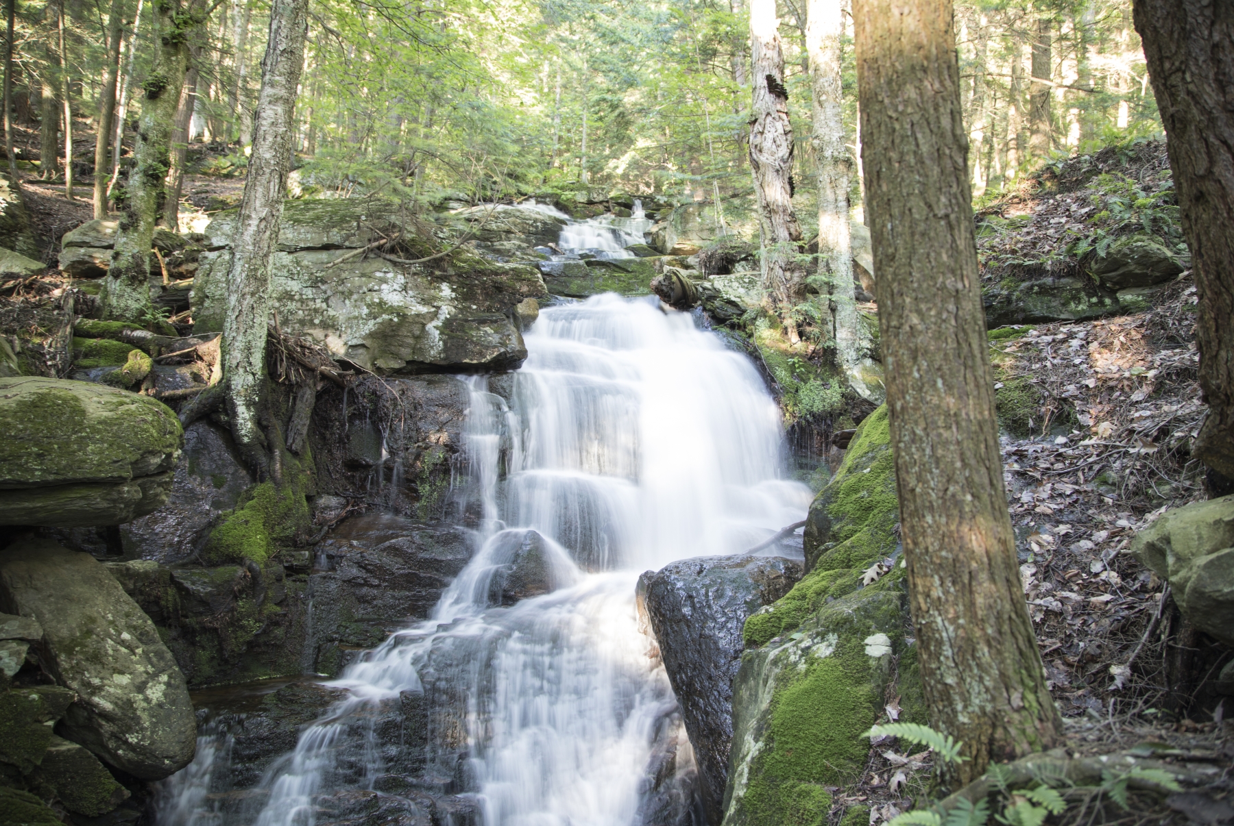 /gallery/north_america/USA/Vermont/middlebury/Abbey Pond Trail June 2017-001_med.jpg